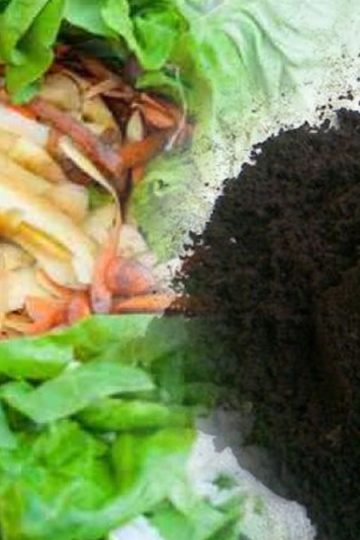 pemanfaatan limbah dapur menjadi kompos
