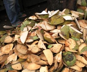 sabut kelapa dalam ekonomi sirkular desa