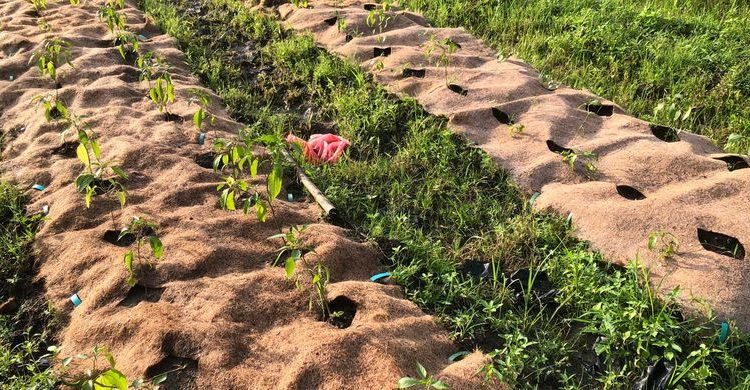 Inovasi Serat Kelapa untuk Pengendalian Erosi