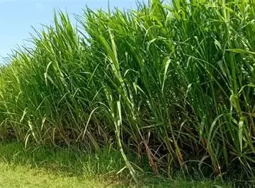 rumput pakan ternak produktif