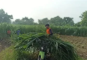 pakan hijauan kualitas premium
