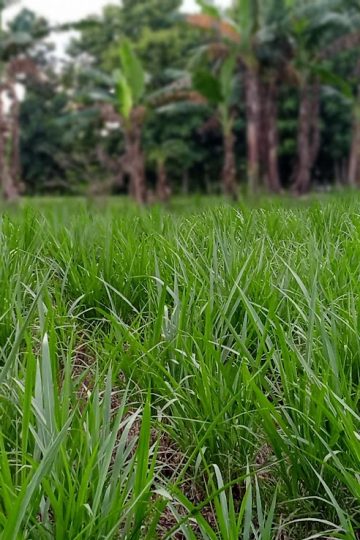 pemberian rumput segar harian