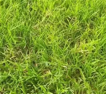 pakan rumput kebutuhan dasar