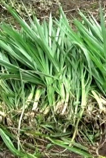 rumput berkadar serat optimal