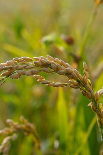 Kelebihan Menggunakan Mesin Perontok Padi