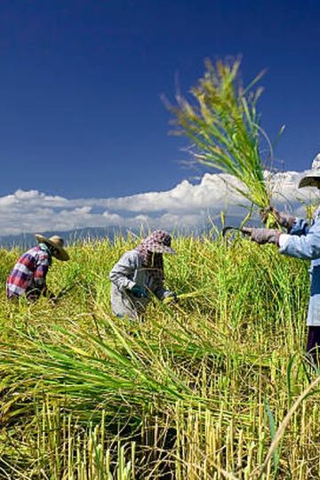 efisiensi panen lahan sawah
