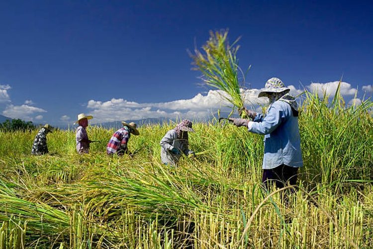 efisiensi panen lahan sawah