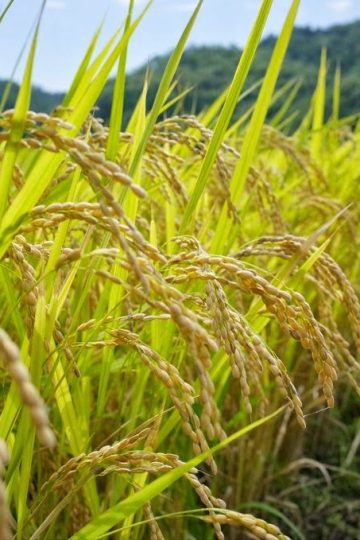 Performa alat penggiling padi