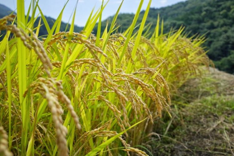 Performa alat penggiling padi