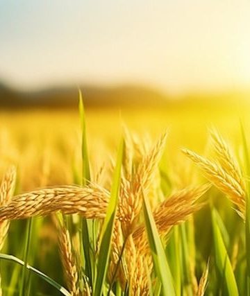 Pemanfaatan hasil panen padi