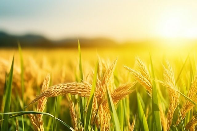 Pemanfaatan hasil panen padi