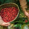 cara mengolah kopi setelah panen