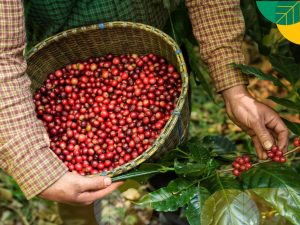 usaha sayur higienis untuk pasar modern