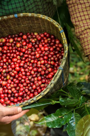 cara mengolah kopi setelah panen