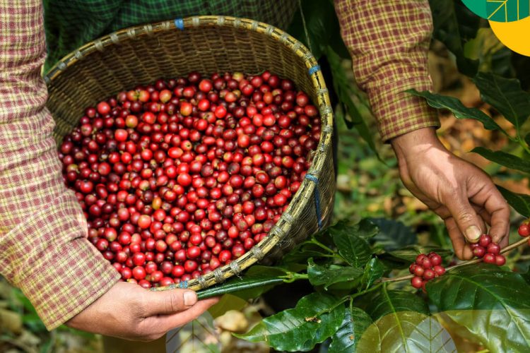 cara mengolah kopi setelah panen