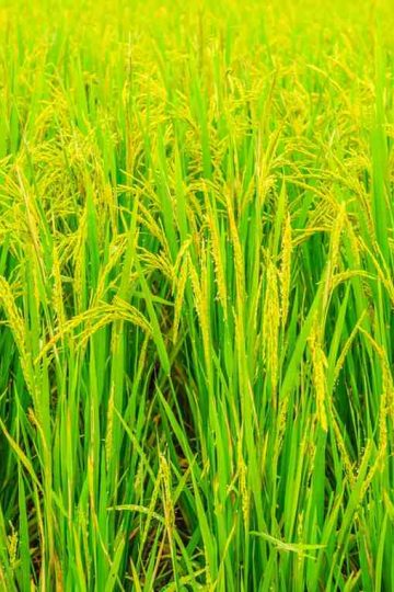 alat dan mesin pengolah hasil panen