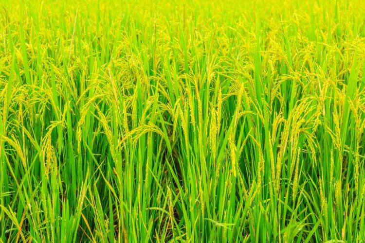 alat dan mesin pengolah hasil panen