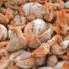 Cara Memulai Usaha Sabut Kelapa