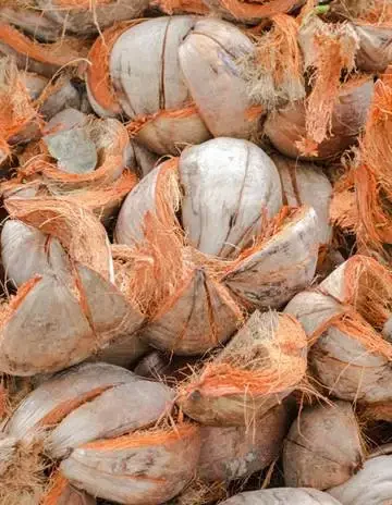 Cara Memulai Usaha Sabut Kelapa