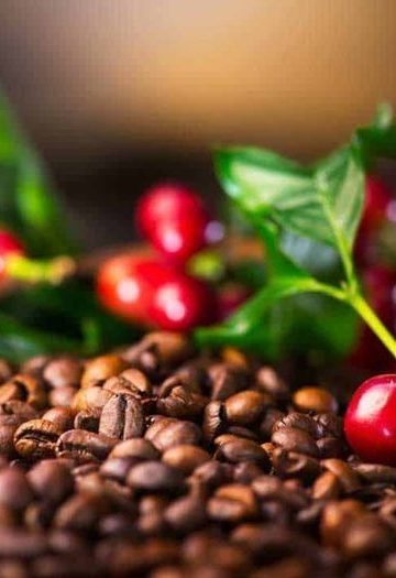 cara praktis membersihkan biji kopi
