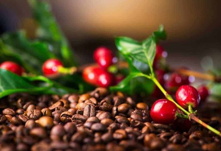 cara praktis membersihkan biji kopi