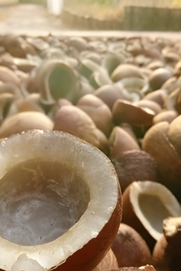 Peluang Usaha Minyak Kelapa