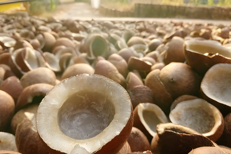 Peluang Usaha Minyak Kelapa