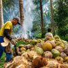 strategi usaha pengolahan kelapa