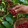 tips memilih biji kopi mentah