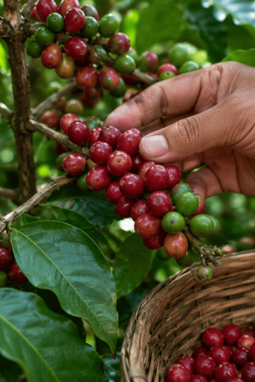 tips memilih biji kopi mentah