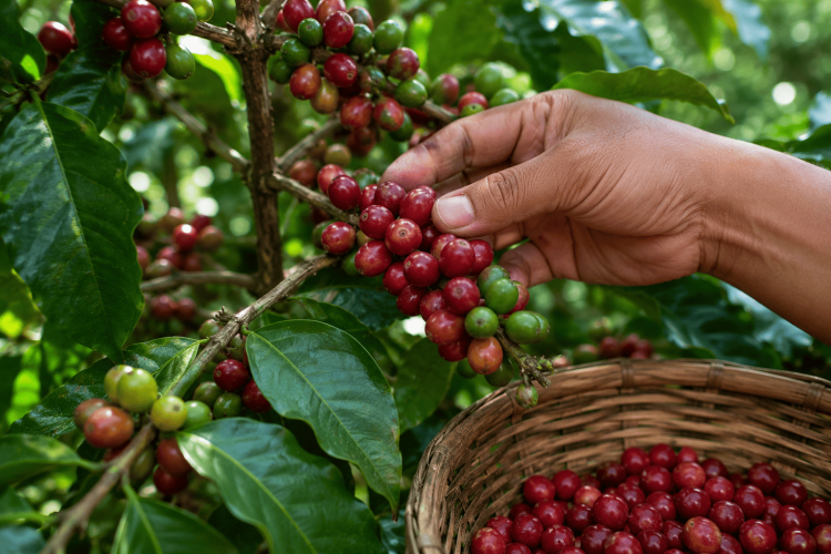 tips memilih biji kopi mentah