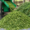 cara menyimpan rumput hasil cacahan