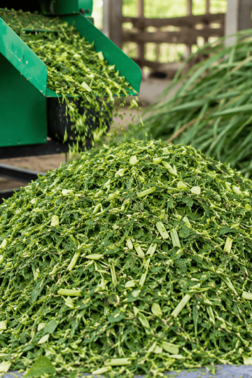 cara menyimpan rumput hasil cacahan