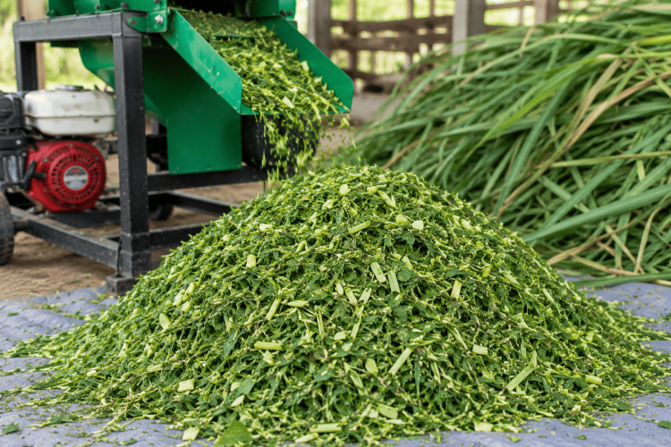 cara menyimpan rumput hasil cacahan