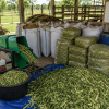 berapa lama fermentasi pakan rumput