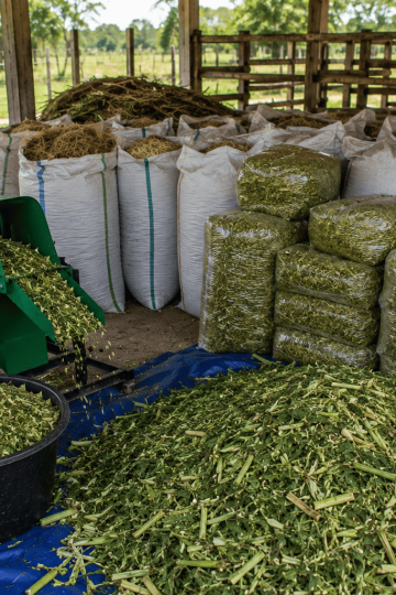 berapa lama fermentasi pakan rumput