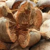 cara mengupas sabut kelapa