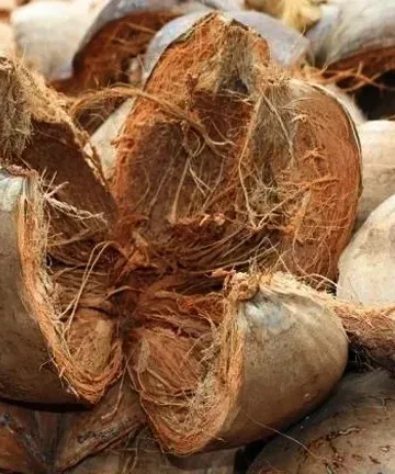 cara mengupas sabut kelapa