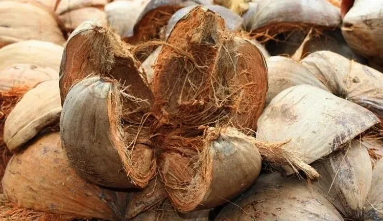 cara mengupas sabut kelapa