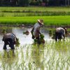 persiapan-sawah-sebelum-musim-tanam