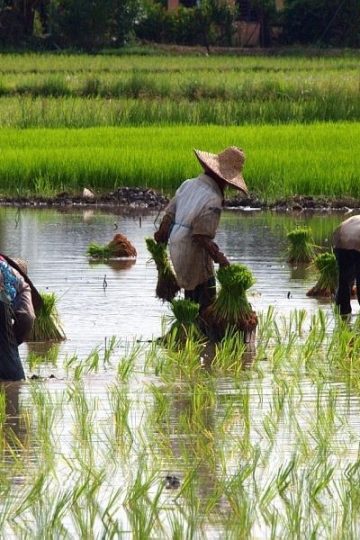 persiapan-sawah-sebelum-musim-tanam