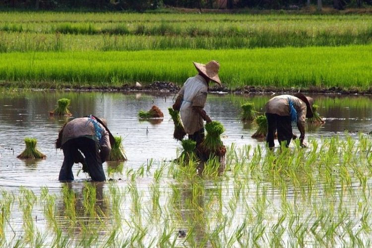 persiapan-sawah-sebelum-musim-tanam