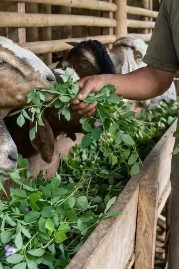 pakan hijauan agar mudah dicerna