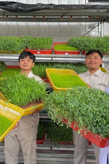 usaha penyediaan pakan ternak