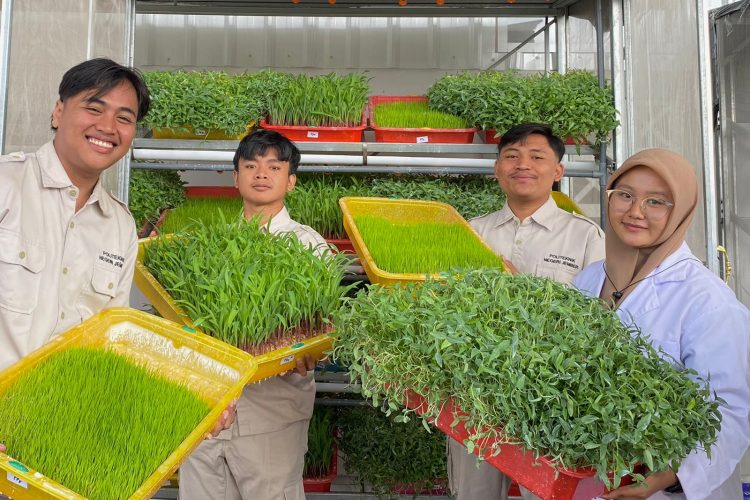 usaha penyediaan pakan ternak