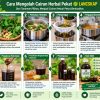 cara mengolah cairan herbal pekat