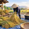 cara menyiapkan padi sebelum dirontokkan