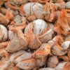 cara mengolah sabut menjadi cocofiber