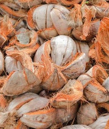 cara mengolah sabut menjadi cocofiber