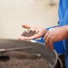 urutan pengolahan kopi metode kering